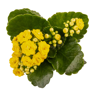 Kalanchoe