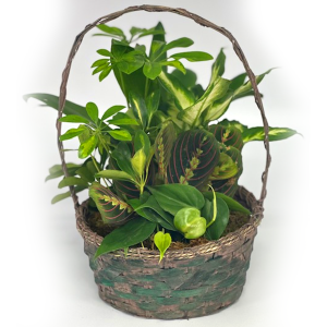 Dish Garden