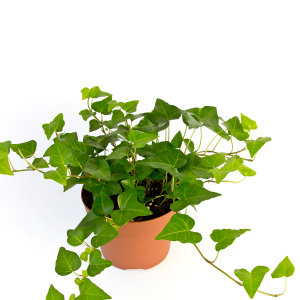 Ivy Bask