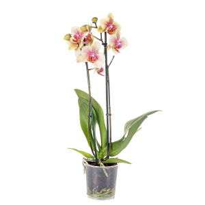 Orchid