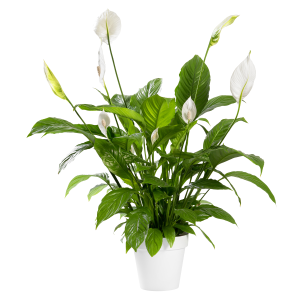 Peace Lily