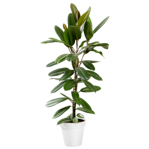 Rubber Tree