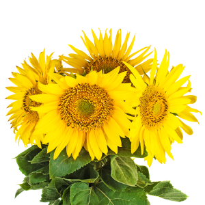 Sunflower Bouquet