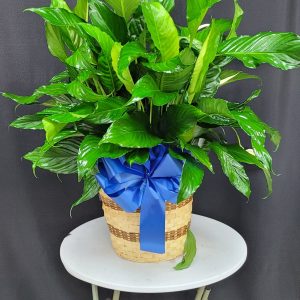 Peace Lily