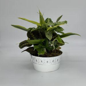 disgarden
